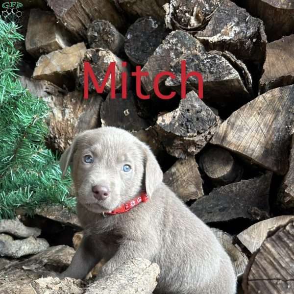 Mitch, Silver Labrador Retriever Puppy